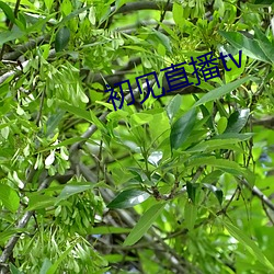 初(chū)见直播tv