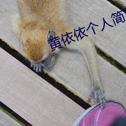 黄依依个人简历