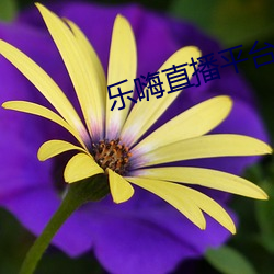 樂嗨直播平台