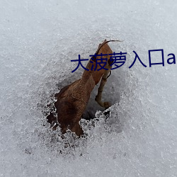 大菠蘿入口app下載