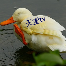 天堂tv