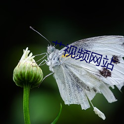 艹(艹)视(視)频(頻)网站(站)