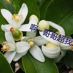 啊~哥哥超我APP