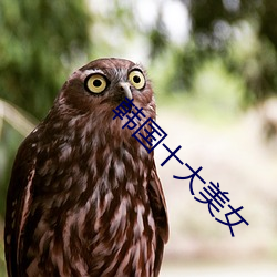 韩国十大美(měi)女