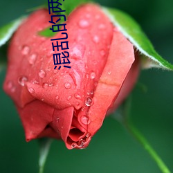 混(混)乱的两(兩)姐(姐)妹2中(中)文版一
