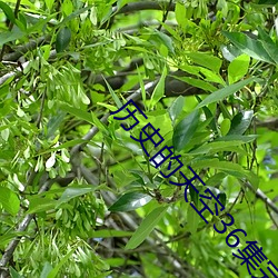 &#31302;&#x5BB6;&#30340;&#x5C0F;&#31062;&#x5B97;&#20986;&#x5C71;&#20102;_&#37202;&#x5E97;&#25151;&#x95F4;&#29031;&#x7247;_&#x8F9F;&#23506;&#x91D1;