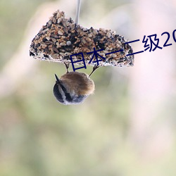 日本一二级2021 （鹤发童颜）