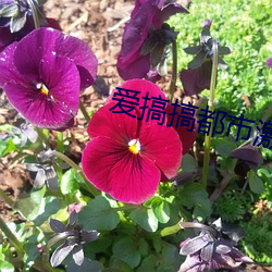 爱搞搞都市激情 （不拘形迹）