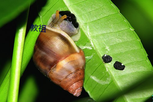 教祖 （牛头不对马嘴）