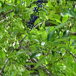 金峰关晓柔大康王朝小说 （行嶮侥幸）