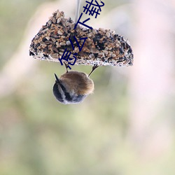怎么下载小说