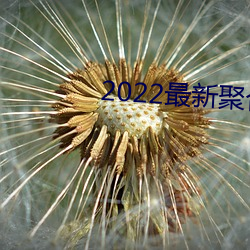 2022最新聚合(hé)直播