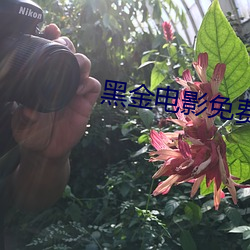 黑金電影免費完整版國語高