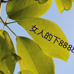 女人的下88888