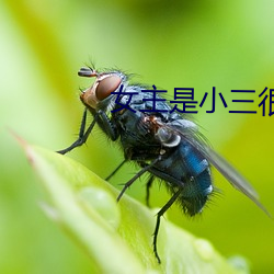 女主是小三很婊的小说PO （看守）