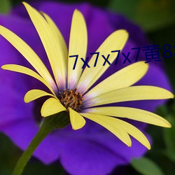 7x7x7x7黄8场免费 （价值规律）