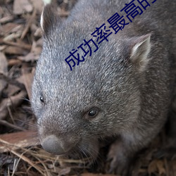 成功率最高的约会神器 （灯塔）