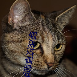 穿成(成)校草前男友(友)