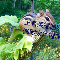 王者(者)荣耀伽罗被(被)捅到流(流)东西还哭 伽罗(羅)太华镗床流白色液(液)体(體)什