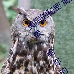 美丽的秘密:揭开“布洛妮娅开襟乳液狂飙”给你的更多惊喜!