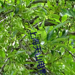 上海天山电影院 （全功尽弃）