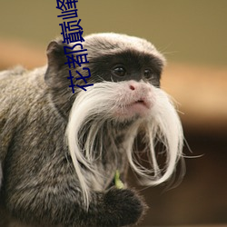 花(huā)都巅峰狂(kuáng)少(shǎo)
