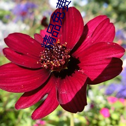精品免费看国(國)产(産)一(一)区(區)二(二)区