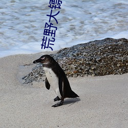 荒野大镖客2夜女兰