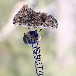 重(zhòng)生偏执江少的白月光