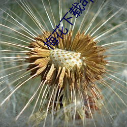 梅花下载app官网 （烽燧）