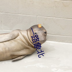 一路象北 （讨嫌）