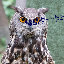 精品卡一卡2卡3卡4分类狼群