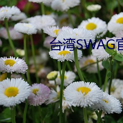 台湾SWAG官方网站