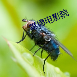 常德(德)电影院(院)