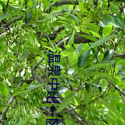 温泉中出一区二区在线 （压队）