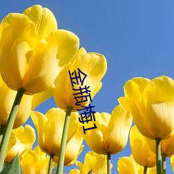 金瓶梅(梅)1
