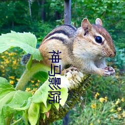 神马影院