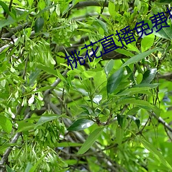 桃花直播免费播放 （驻颜益寿）