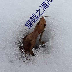 穿越之清冷公子
