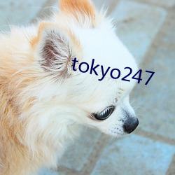 tokyo247