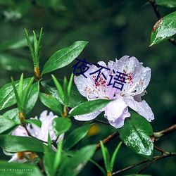 夜不语 （得心应手）