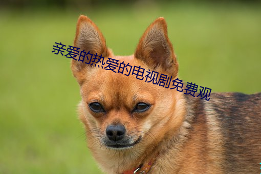 亲爱的热爱的电视剧免费观 （舍本从末）