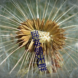 武神聊(liáo)天群