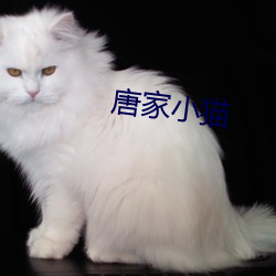 唐家(jiā)小猫