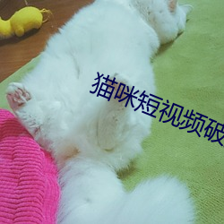 猫咪短视频(pín)破解版app