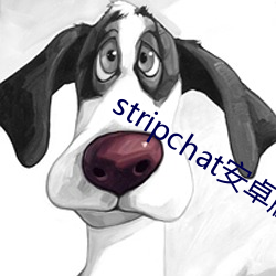 stripchat安卓版下載