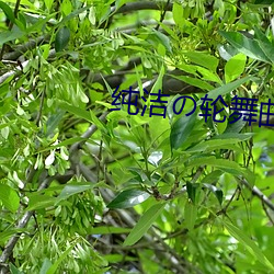 纯洁(jié)の轮舞曲(qū)