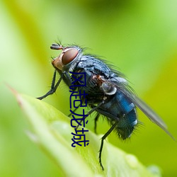 风(風)起(起)龙城(城)