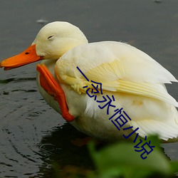 一念永恒小说