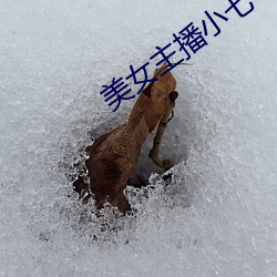 美女(女)主播小七